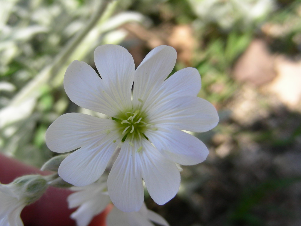 Monte SIRENTE in fiore ... Cerastium tomentosum